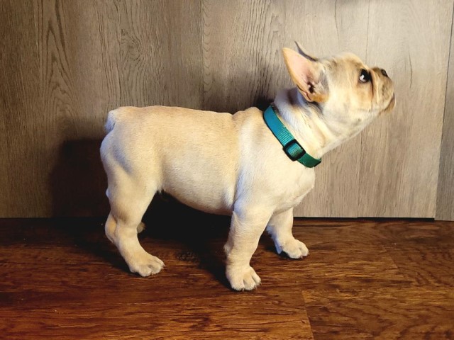 French Bulldog puppy for sale + 63306