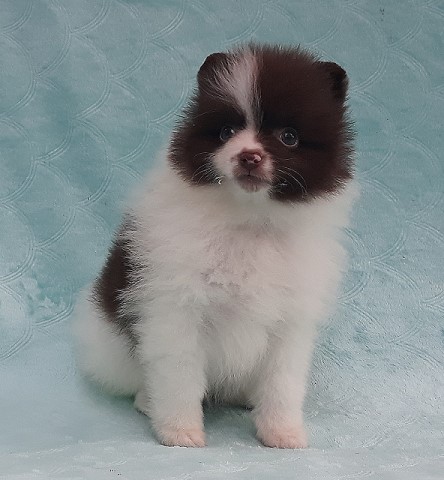 Pomeranian puppy for sale + 61438
