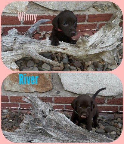 German Shorthaired Pointer Puppy Dog For Sale In Sunbury Pennsylvania