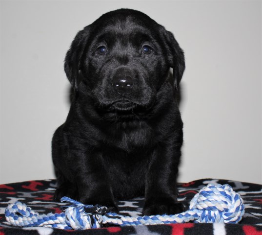 Labrador Retriever puppy for sale + 60175