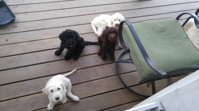 Labradoodle puppy for sale + 53840