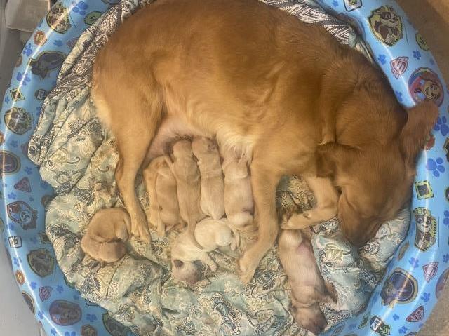 Golden Retriever puppies