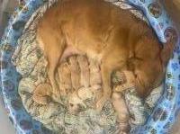 Golden Retriever puppies Golden Retriever for sale/adoption