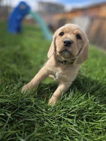 Labradoodle  pups for sale