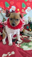 Chicago Rat Terrier Type Baby .. Super Cute!!! Rat Terrier for sale/adoption