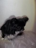 Full AKC Adult Chihuahua Male Chihuahua for sale/adoption