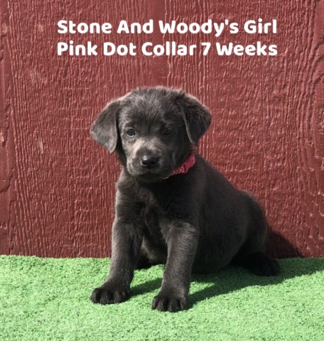 AKC Labrador Puppies Charcoal And Black