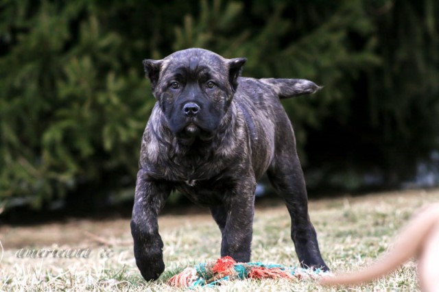 AKC Registered Cane Corsos