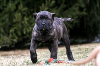 AKC Registered Cane Corsos Cane Corso for sale/adoption