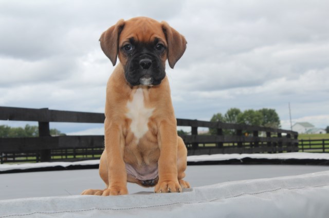 Boxer puppy for sale + 54122