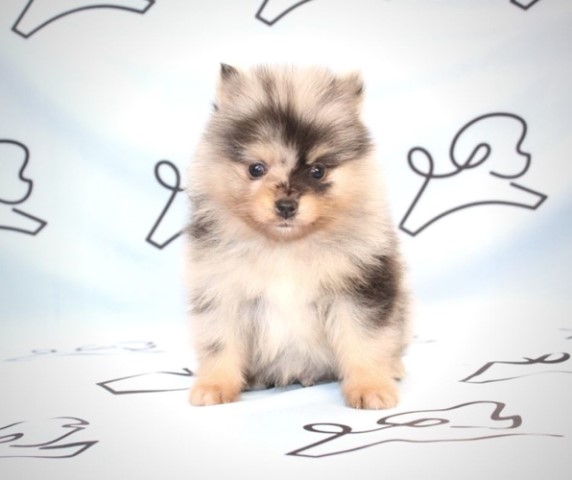 Pomeranian puppy for sale + 61402