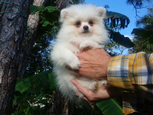 Pure white tiny pomeranian   puppy   male