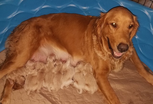 Puppies ready by May!