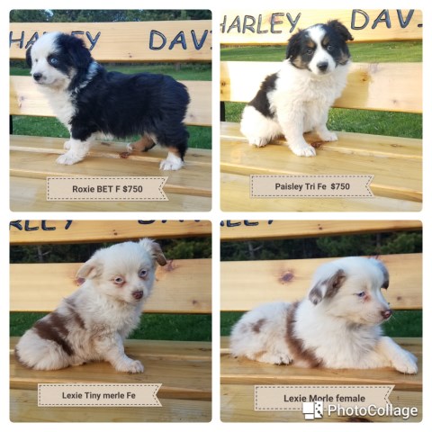 Miniature Australian Shepherd puppy for sale + 49081