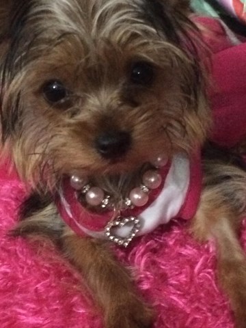 Female Teacup Yorkie Puppy 9 months old