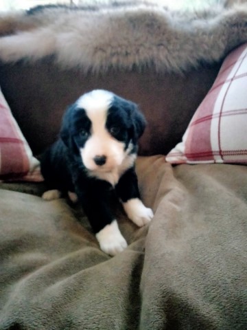 Berner-Sheepdog Puppies Ready First week of July