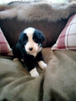 Berner-Sheepdog Puppies Ready First week of July Bernese Mountain Dog for sale/adoption