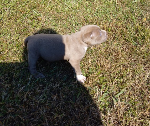 Blue fawn pitbull puppies