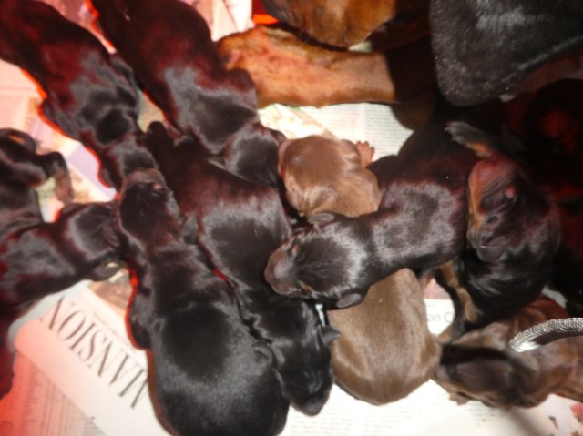 DOBERMAN PUPS, AKC, BLK AND REDS. Dam European/Sire 120 lb. American