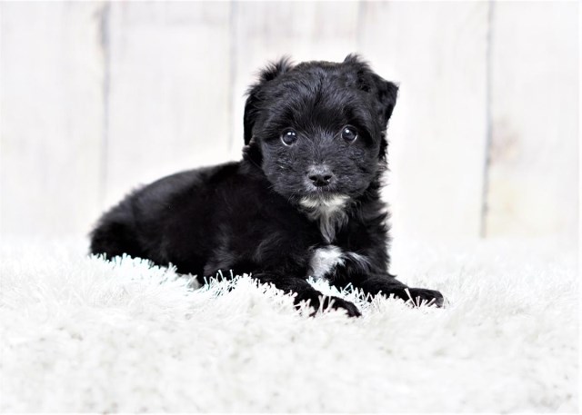 Curly the Maltipoo ($900)