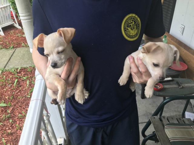 Chihuahua puppy dog for sale in Dayton, Ohio