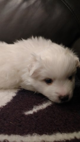 American Eskimo Dog puppy for sale + 58505