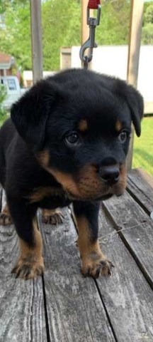 Rottweiler puppy for sale + 63364