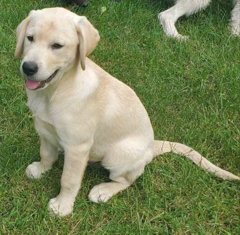 Labrador Retreiver Puppies