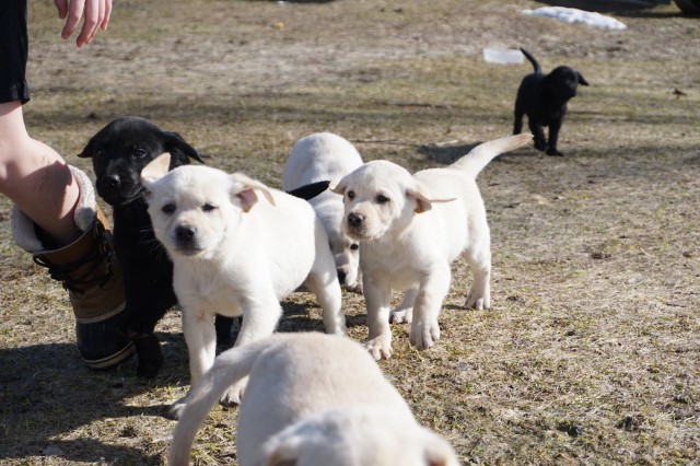 AKC Lab puppies Blacks and Yellows