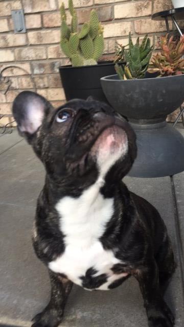 French Bulldog puppy for sale + 48854