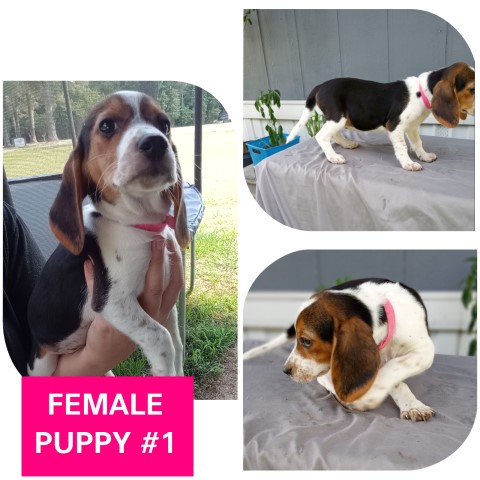 AKC Beagle Puppies