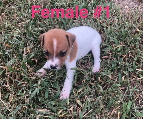 Registered Jack Russell Terrier Puppies