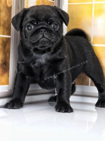 Champion Line - Black Pug Puppies - Winnie The Phoo & Roo