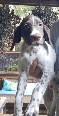 German Shorthaired Pointer puppy for sale + 64806