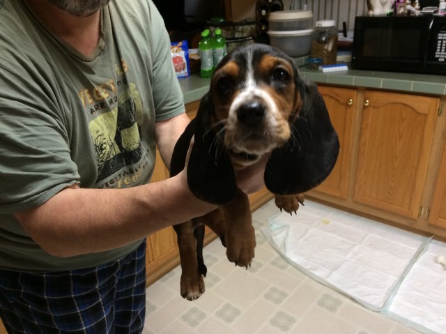 CKC registered Basset Hound Puppies for sale