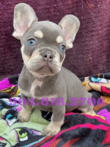 Merle, Lilac, Blue, Choco French Bulldogs