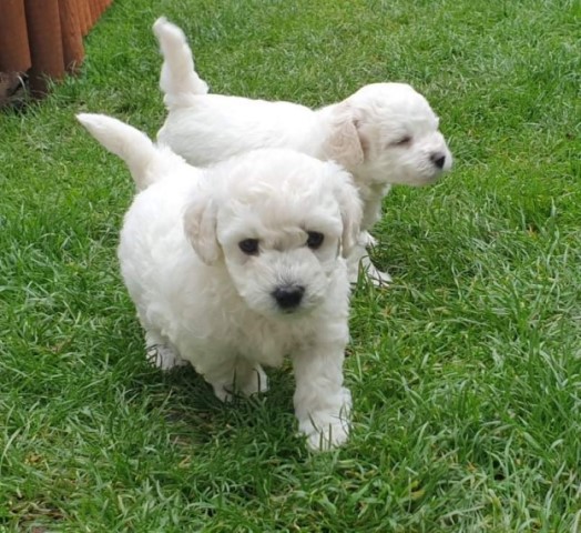 Bichon Frise puppy for sale + 66290