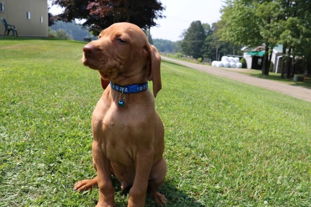 Outstanding Vizsla Puppies