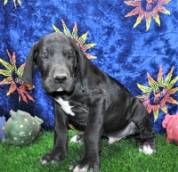 AKC Great Dane male puppy ***REDUCED*** Black collar Great Dane for sale/adoption
