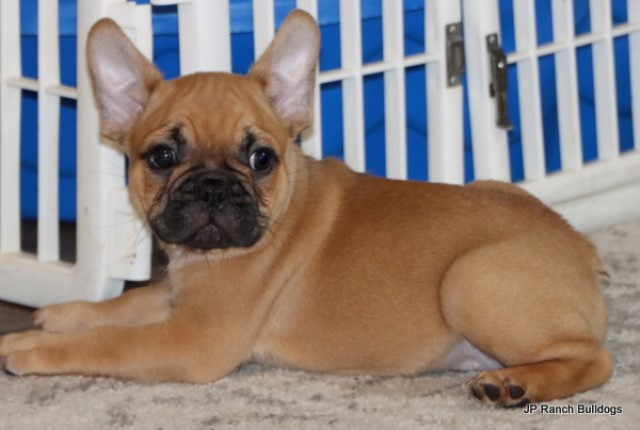 Happy, Healthy AKC French Bulldog Puppies