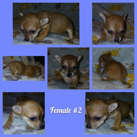 Chihuahua puppy for sale + 66419