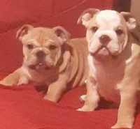 1 Female  Red/Fawn Puppy left! English Bulldog for sale/adoption