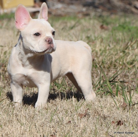 Kona is ready for a forever, loving home
