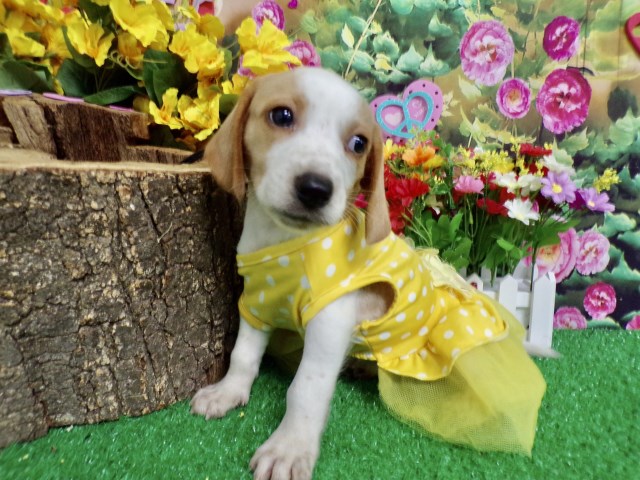 Chicago Beagle Pups. RARE: Lemon/White. Prespoiled.