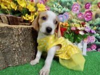 Beagle thumbnail