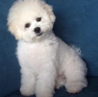 Bichon puppies coming soon. Bichon Frise for sale/adoption