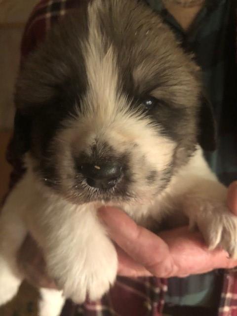 Newfoundland/Great Pyr Mix Puppies
