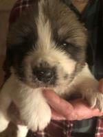 Newfoundland/Great Pyr Mix Puppies Newfoundland Dog for sale/adoption