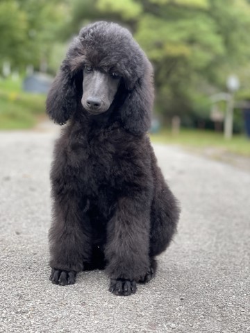 Poodle Standard puppy for sale + 62753