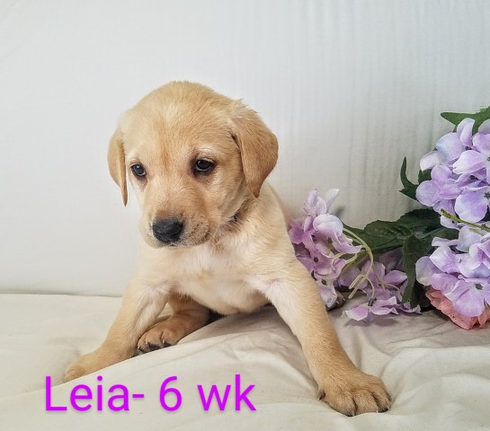 Labrador Retriever puppy for sale + 63068